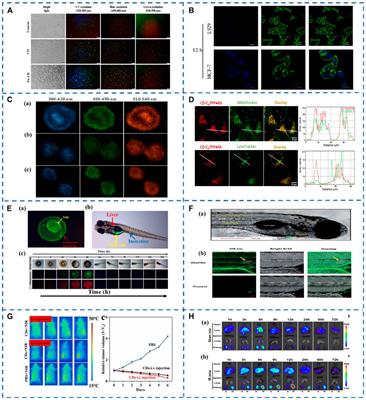 Recent Advances in Carbon Dots for In Vitro/Vivo Fluorescent Bioimaging: A Mini-Review